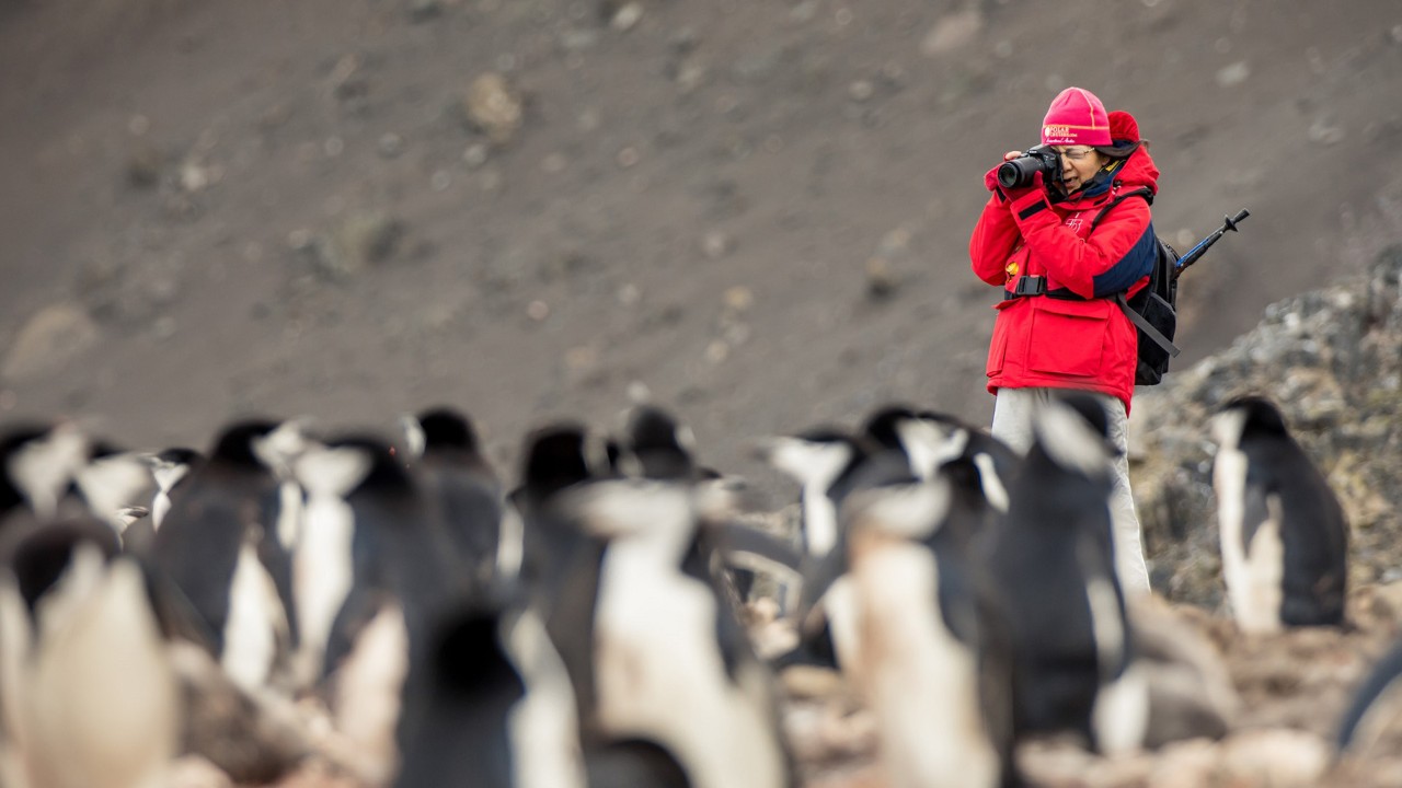 女孩拍摄企鹅