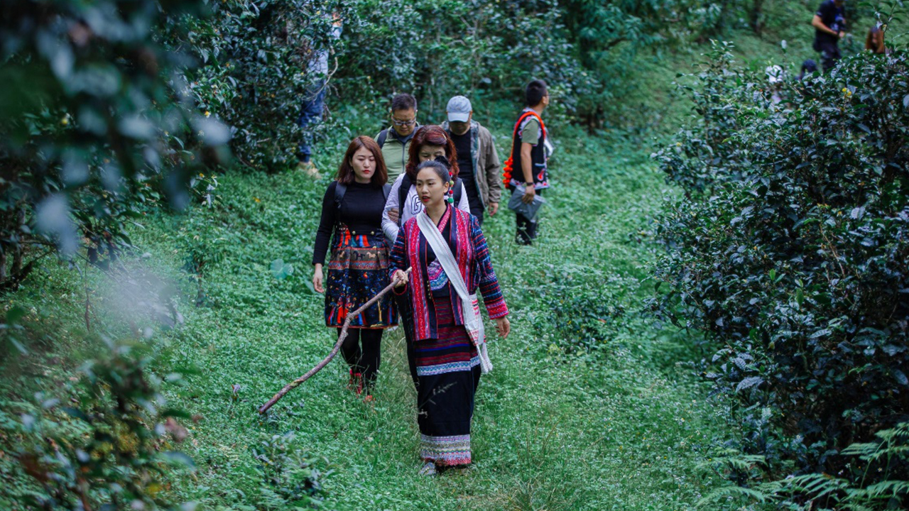 王莉——景迈山阿百腊庄园女主人，资深制茶专家、布朗族烤茶第三代传承人；图片用于尚玉四境“融·自然”溯源之旅正式开启