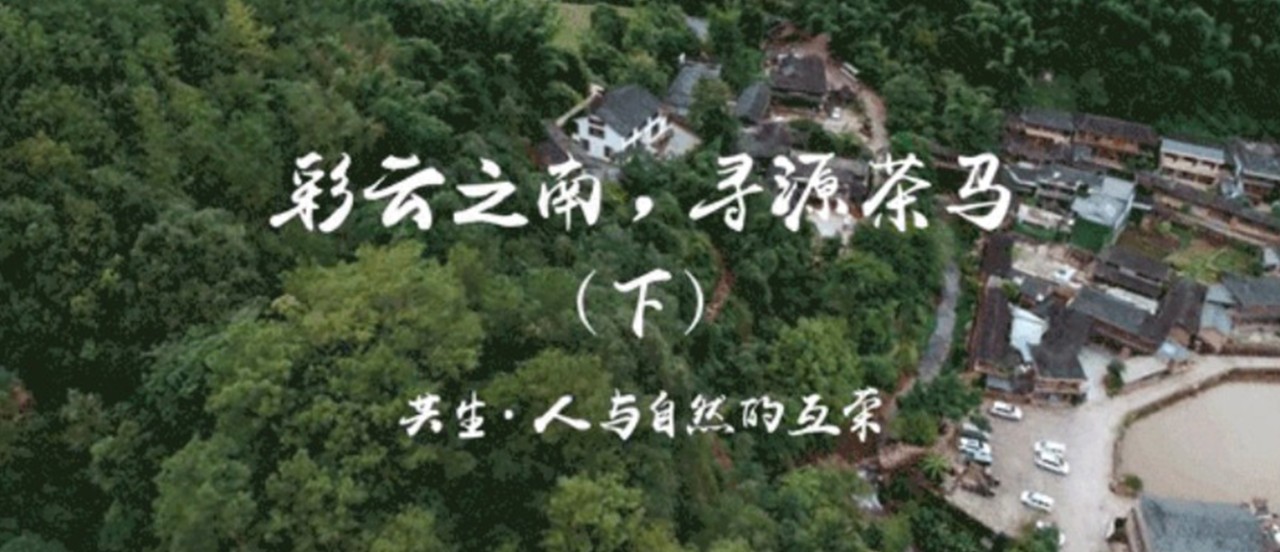 彩云之南,寻源茶马(下),共生·人与自然的互荣