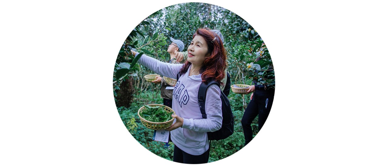汇丰尚玉客户杨女士体验摘茶;