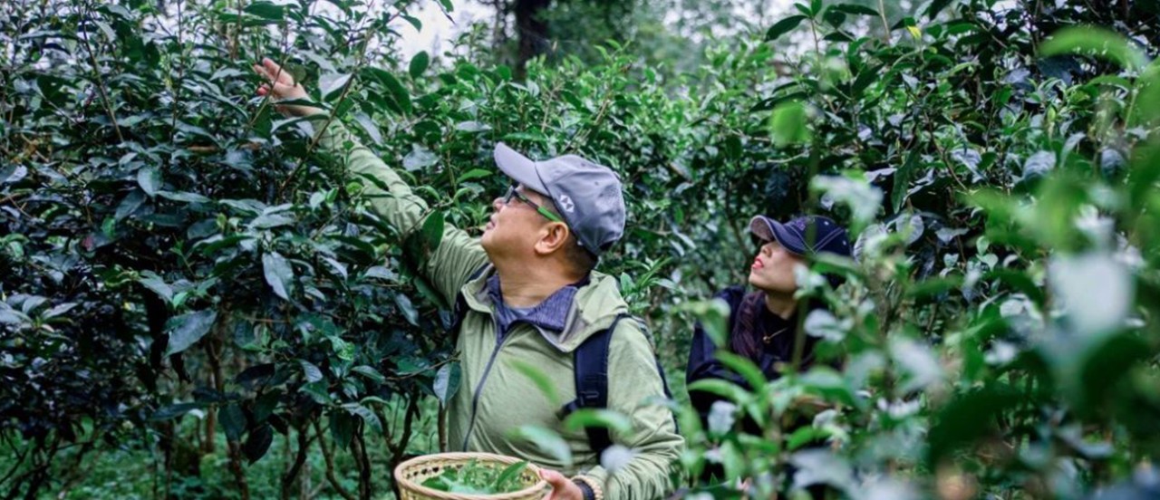 体验摘茶的游客