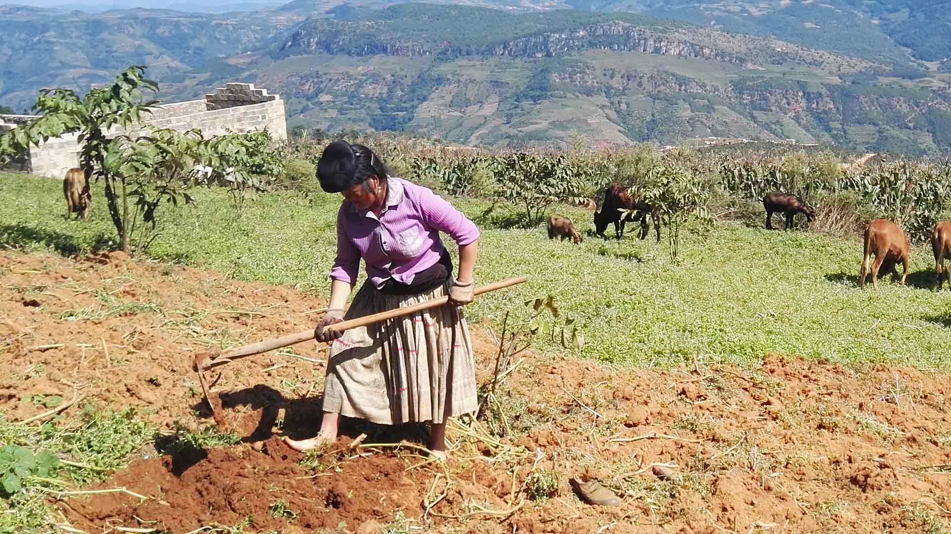 农妇在田间耕种