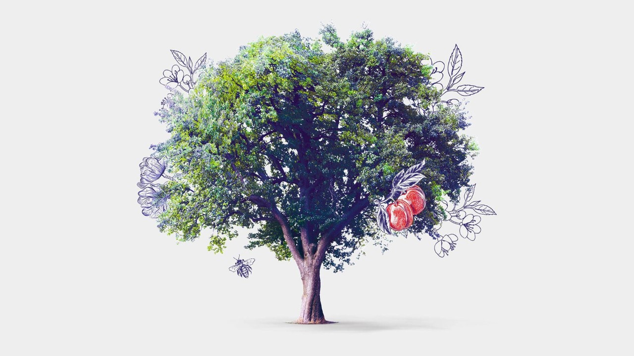 一棵枝繁叶茂的大树；图片用于家庭金融服务