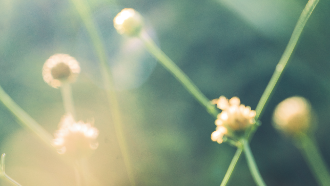 Flower buds; image used for HSBC China Private Banking product information page.